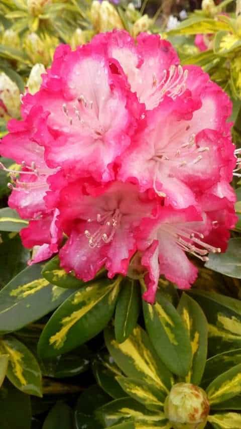 pink rhodo